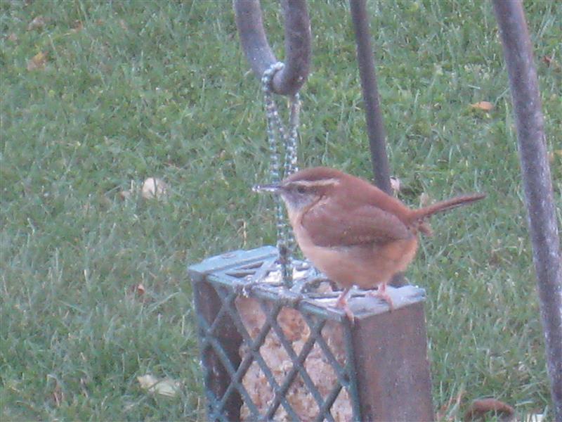  WREN, Carolina 